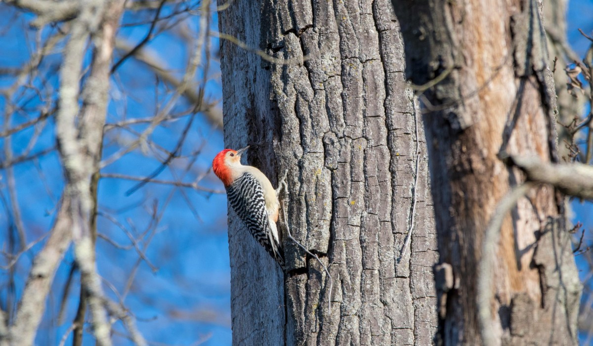320.000 Euro für Schutz von Fledermäusen und Spechten im Gundelfinger Wald 320.000 Euro für Schutz von Fledermäusen und Spechten im Gundelfinger Wald