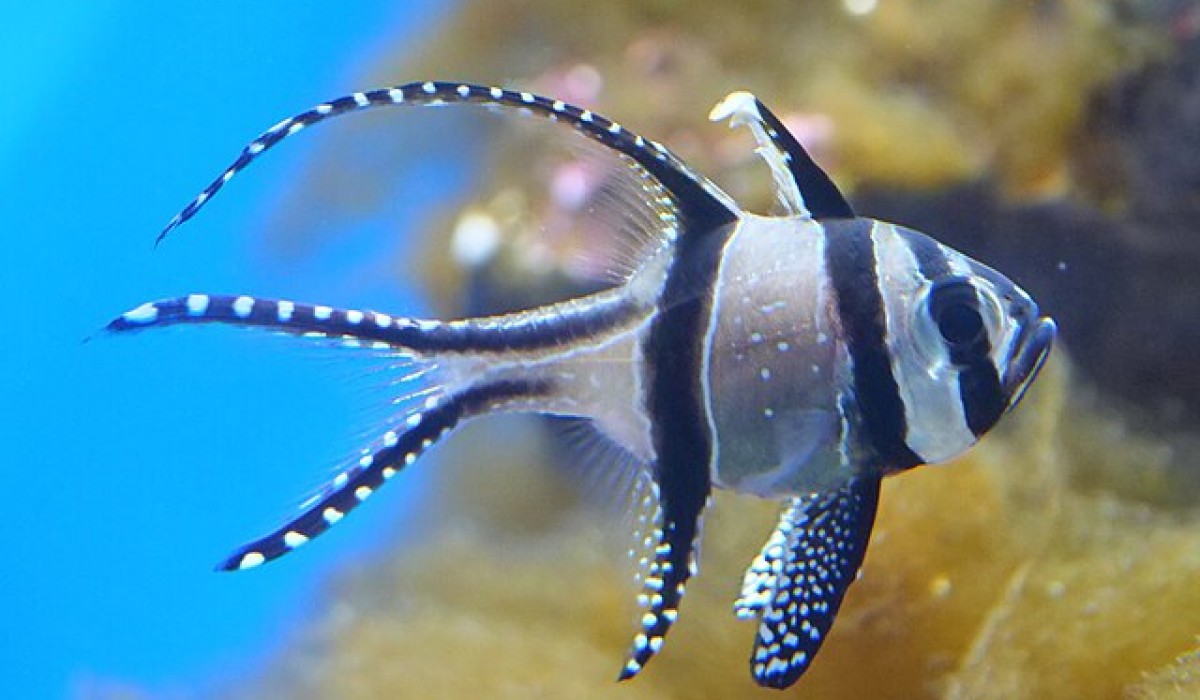 Banggai-Kardinalbarsch-Jungfische ziehen ins große Salzwasserbecken des Mundenhofs