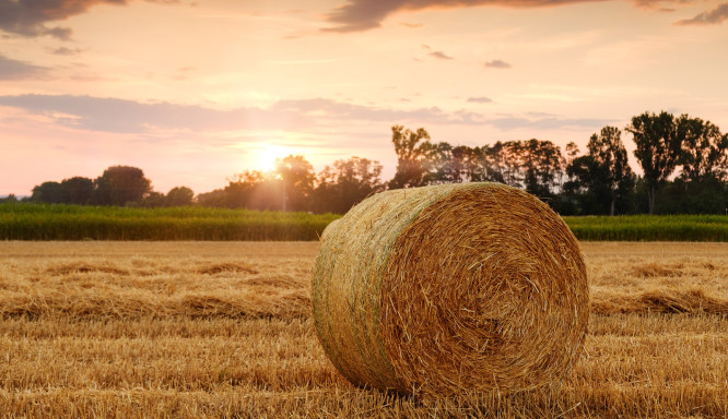 Die Bedeutung von Bio-Produkten für die deutsche Landwirtschaft