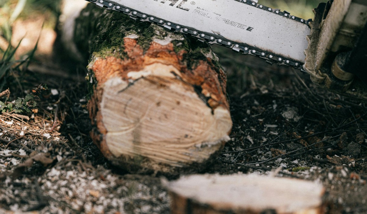 Freiburg: Zwölf kranke Bäume werden im Dezember aus Sicherheitsgründen gefällt