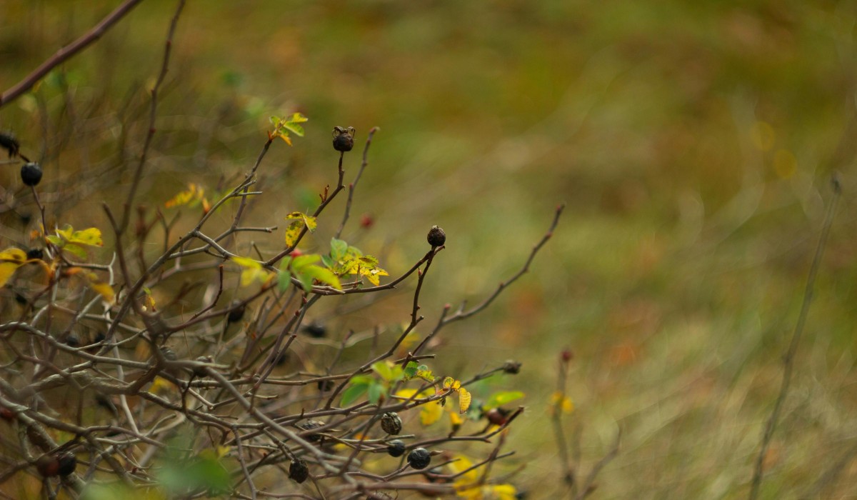 Freiburger Jugendfeuerwehr bietet selbst geschnittenes Schmuckreisig gegen Spenden an