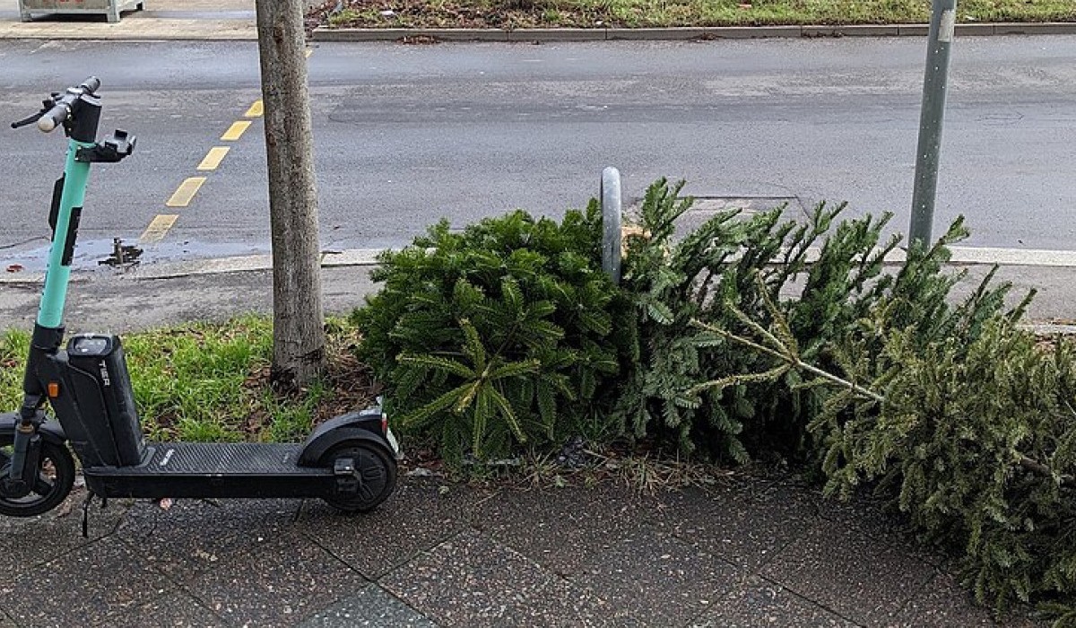 In Freiburg werden Weihnachtsbäume vom 12. bis 23. Januar abgeholt In Freiburg werden Weihnachtsbäume vom 12. bis 23. Januar abgeholt