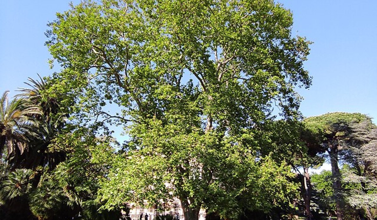 Mobile Bauminseln sollen Innenstadt in Freiburg kühlen und aufwerten Mobile Bauminseln sollen Innenstadt in Freiburg kühlen und aufwerten