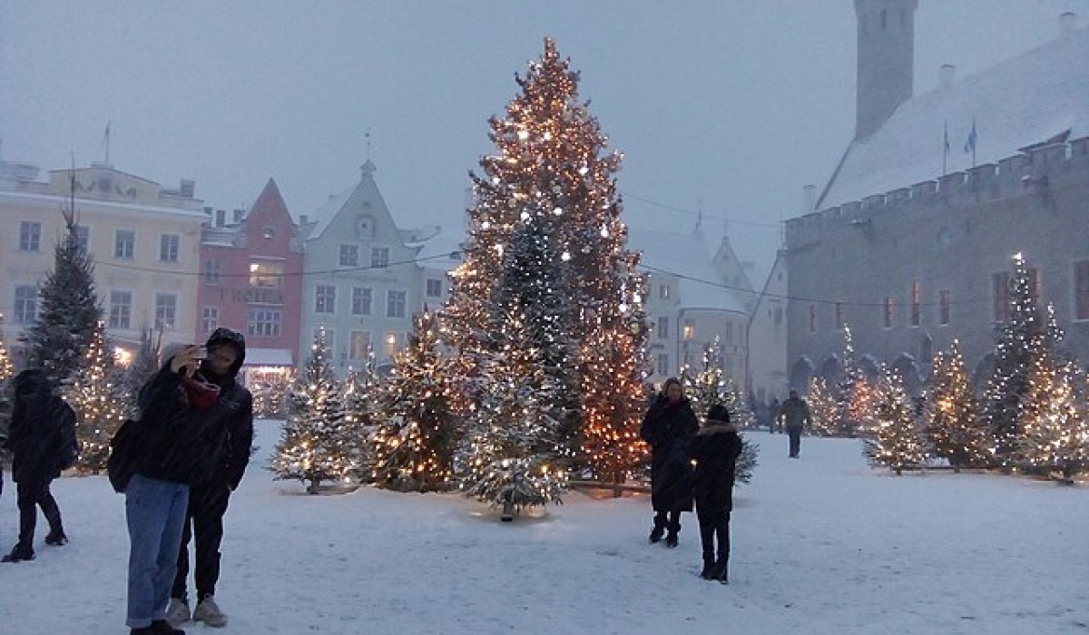Stadt stellt 24 Weihnachtsbäume auf – 17 Meter Tanne am Europaplatz Stadt stellt 24 Weihnachtsbäume auf – 17 Meter Tanne am Europaplatz