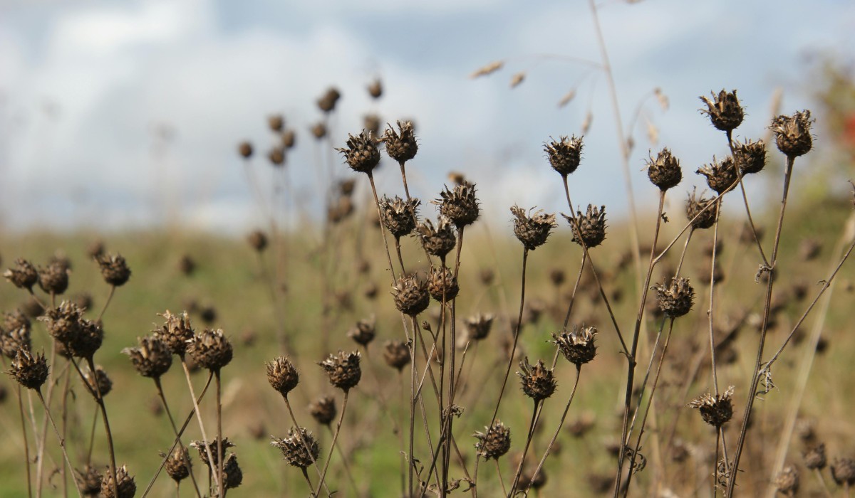 Verblühte Pflanzen als Winterquartiere für Insekten Verblühte Pflanzen als Winterquartiere für Insekten