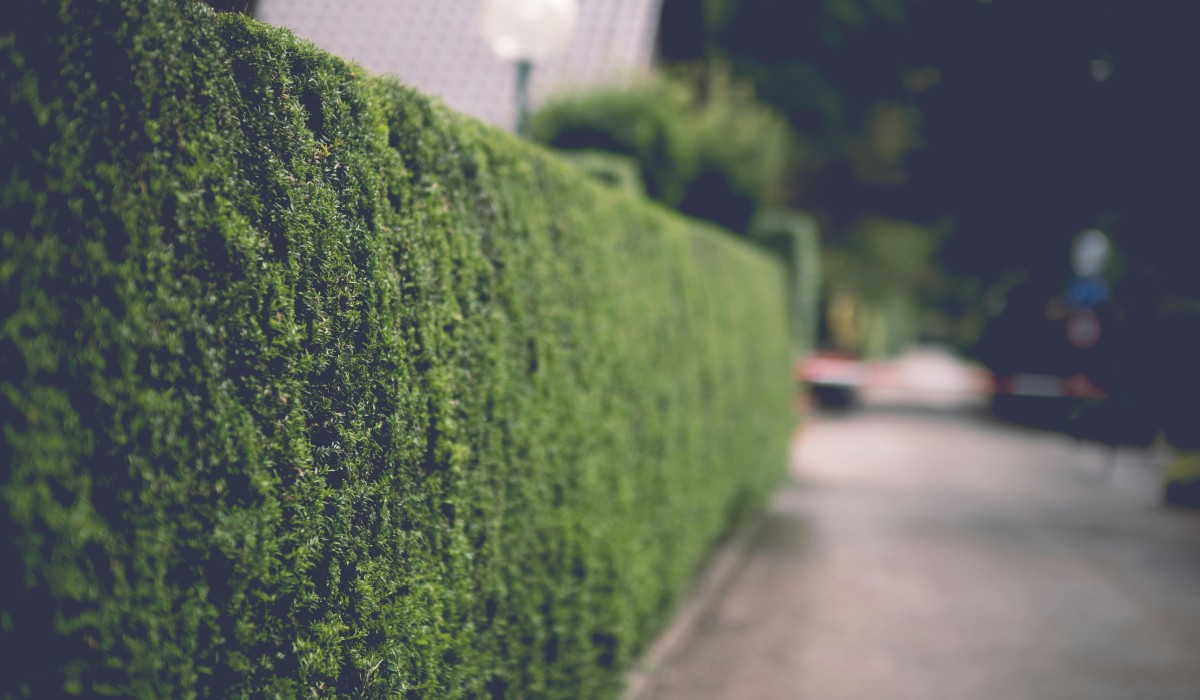 Vogelschutzzeit beginnt im März: Regeln für Heckenschnitt und Verkehrssicherung
