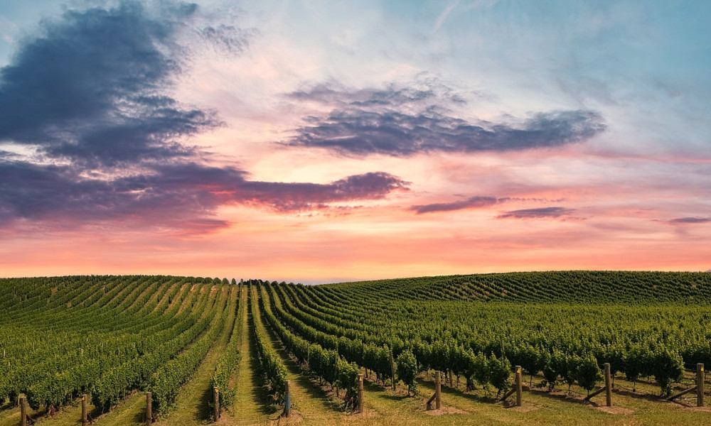 Wanderungen durch die Weinberge rund um Freiburg