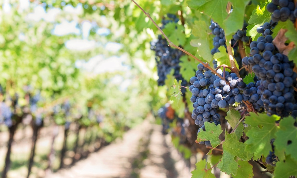 Wie sich der Klimawandel auf die Weinanbaugebiete im Kaiserstuhl auswirkt