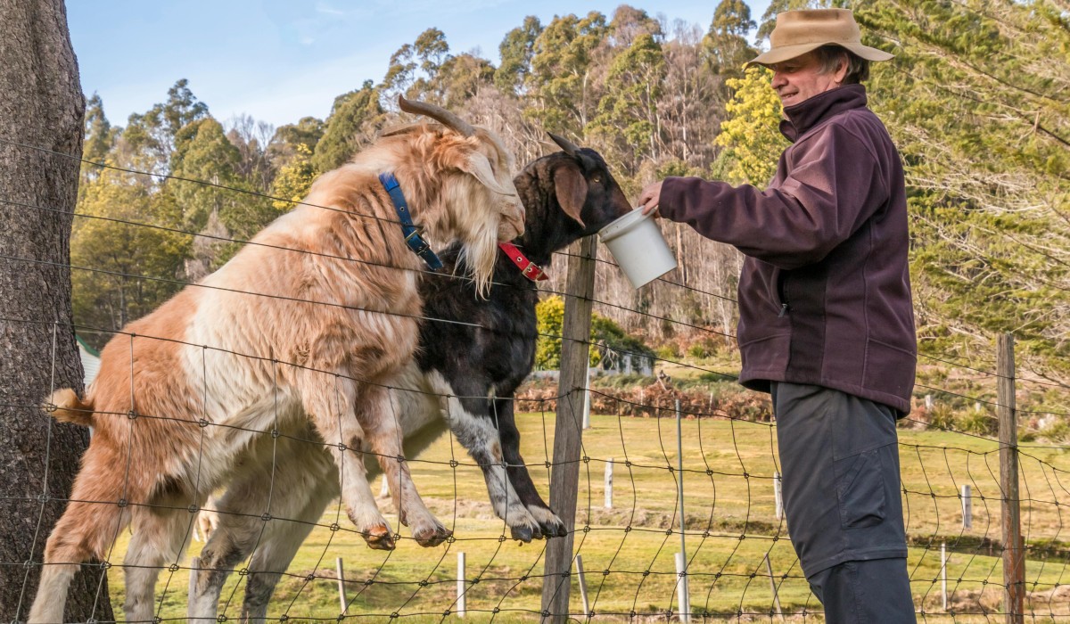 Ziegenbetriebe im Südschwarzwald planen Arbeitskreise für Wissensaustausch Ziegenbetriebe im Südschwarzwald planen Arbeitskreise für Wissensaustausch