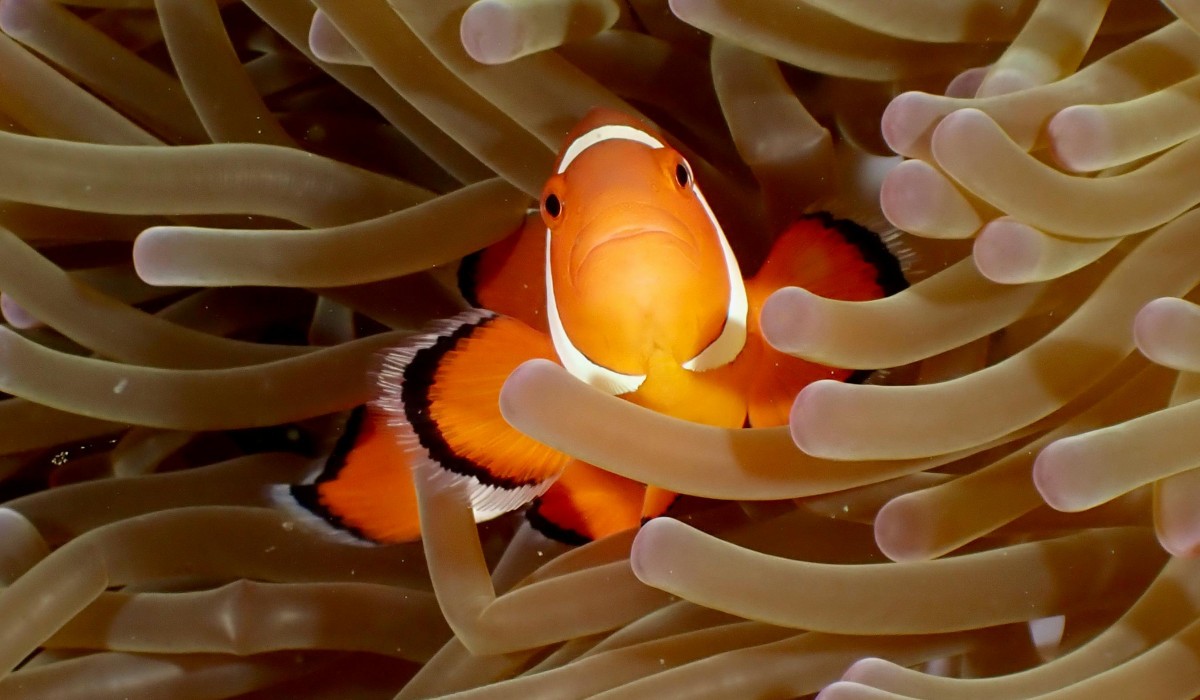 Zwanzig junge Anemonenfische im Aquarium auf dem Mundenhof nachgezüchtet